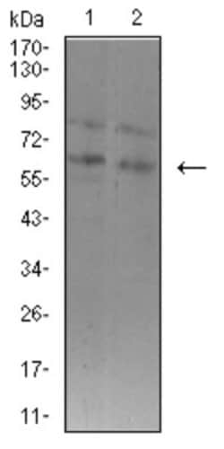 ASH2L Antibody (6F6B9) - BSA Free, Novus Biologicals:Antibodies:Primary